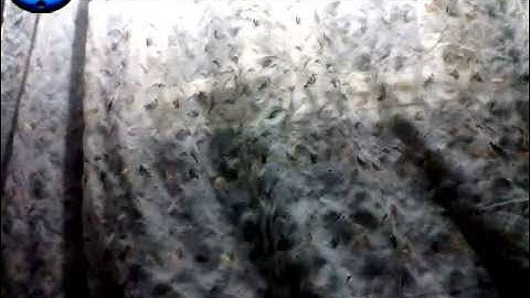 قرأءة مرتلة ...للشيخ / محمد هيكل ........ لسورة ا الــسشمــــــس