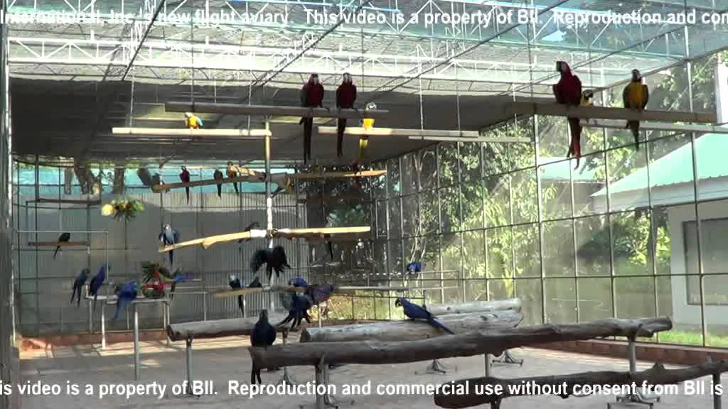 Macaw's at Birds International Inc. YouTube