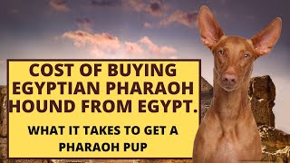 The Pharaoh Hound is a rare and expensive dog breed that originated in Egypt but was later developed