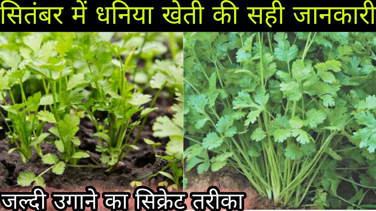 सितम्बर में धनिया उगाने का आसान तरीकाHow to grow corianderDhaniya ki