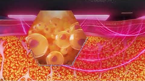 EvolveX Transform | What To Know