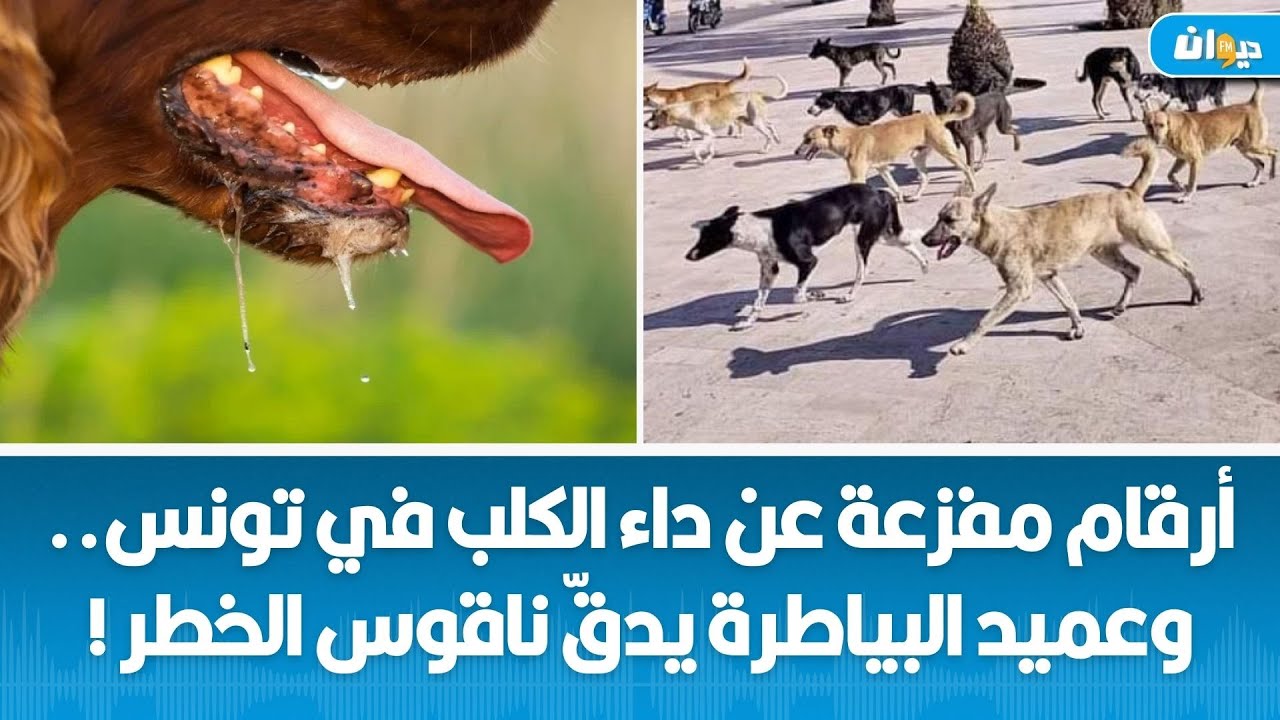 ويكاند_عالكيف | أرقام مفزعة عن داء الكلب في تونس.. وعميد البياطرة يدقّ ناقوس الخطر !
