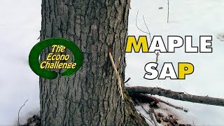 Bushcraft Practice - Maple Tree Tapping and Maple Syrup