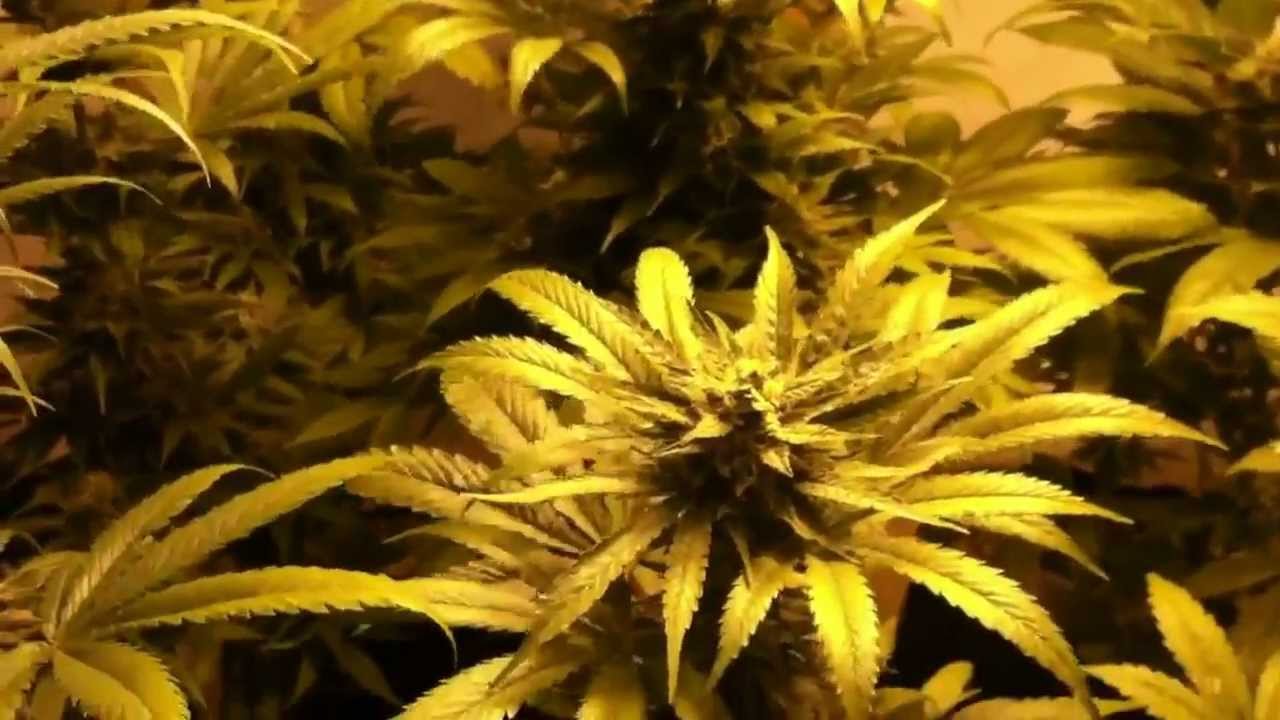 California Prop215 Medical Cannabis Garden Flowering