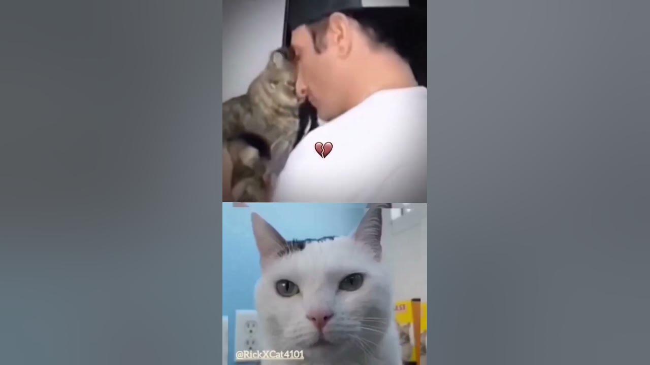chipi cat - YouTube