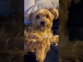 Sleepy puppy #dog #yorkie #puppy