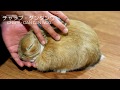 言葉なしでも良くわかるウサギのふるまい(チャップ・ダンダンウー) We can understand without using words.