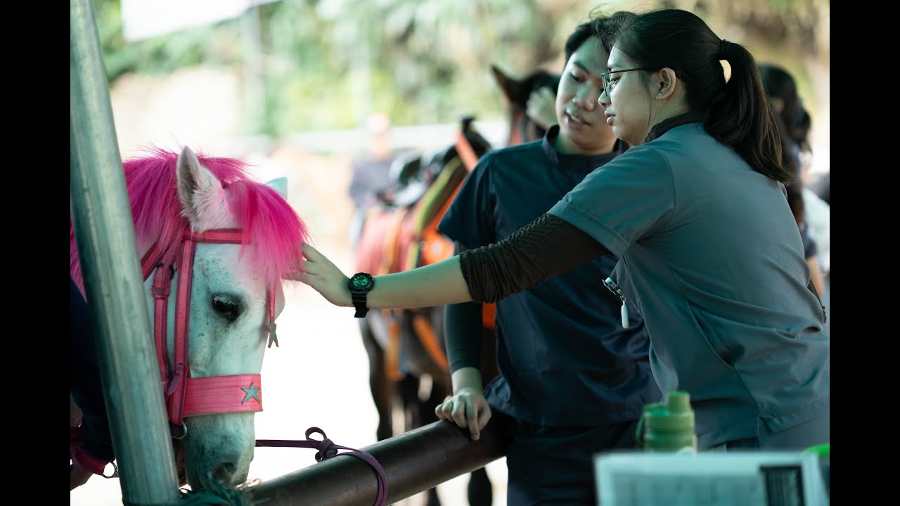 Horse Health & Welfare Initiative in Baguio, Philippines (Mini Documentary).