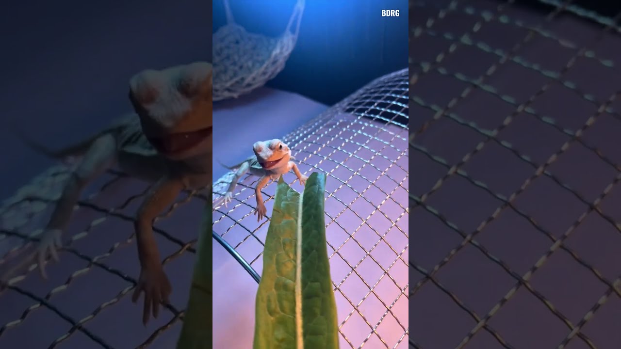Baby Bearded Dragon Enjoys Veggies Asmr Reptiles Lizard Beardeddragon