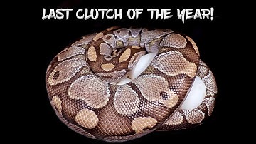 Last Clutch of Ball Python Eggs This Year!