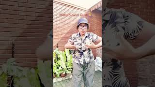 Download Lagu Setia Engkau menemaniku#shortvideo#shortviral#shorts MP3