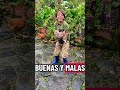 Datos Curiosos "Gallinas" #animales #datoscuriosos #elmundodejoseph #aventura #viral #merida
