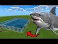 MCPE: How To Make a SHARK ROLLER COASTER 🦈🎢