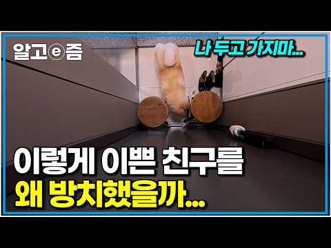 Severe Separation Anxiety in a Dog Rescued from an Illegal Surrender Shop: Can This Lasting Traum...