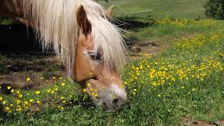 Horse Grazing In A Pasture