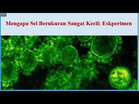 Video: Mengapa sel berukuran kecil?