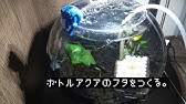 アクアリウム ボトルアクアのフタはアレで代用できた Youtube アクアリウム ボトルアクアのフタはアレで代用できた Youtube