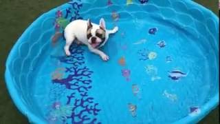 French Bulldog wants to swim, doesn't need water by Jollytails 714 views 7 years ago 32 seconds