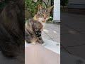チュールくれるの待ってる猫ちゃん。で、あげない。#Short