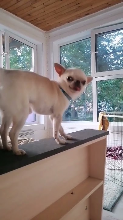 😂😂😂🤪 смешной пес #pets #dog #собака #funny - YouTube