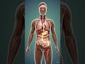 “🍌 What Happens Inside Your Body When You Eat a Banana? 🤯 3D Anatomy Explained”
