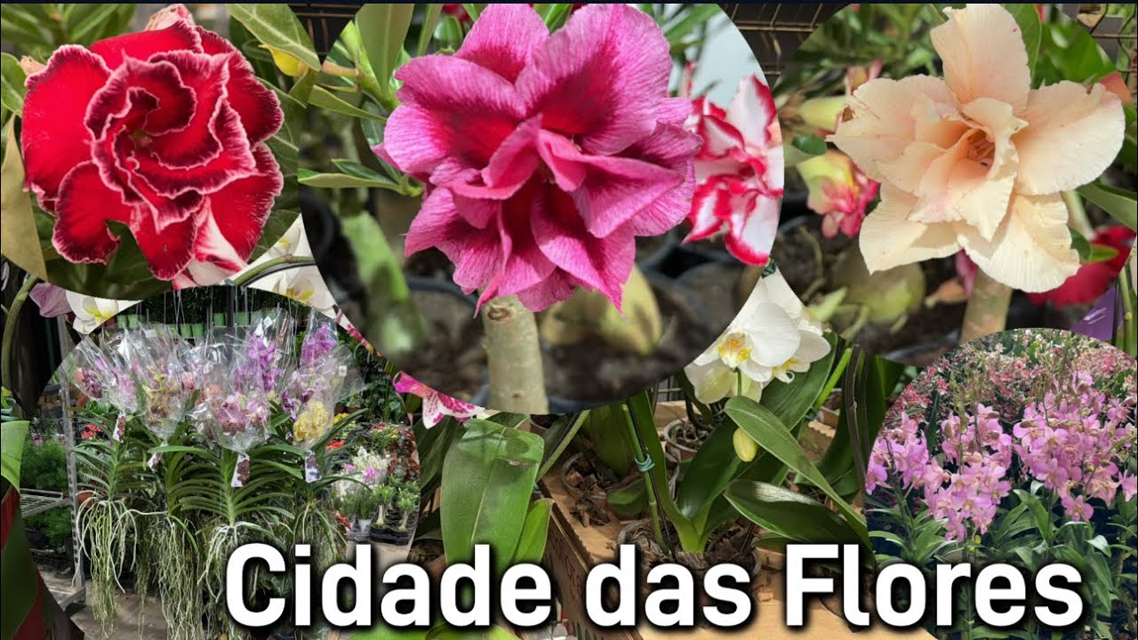Conhecendo Cidade das Flores - Holambra SP