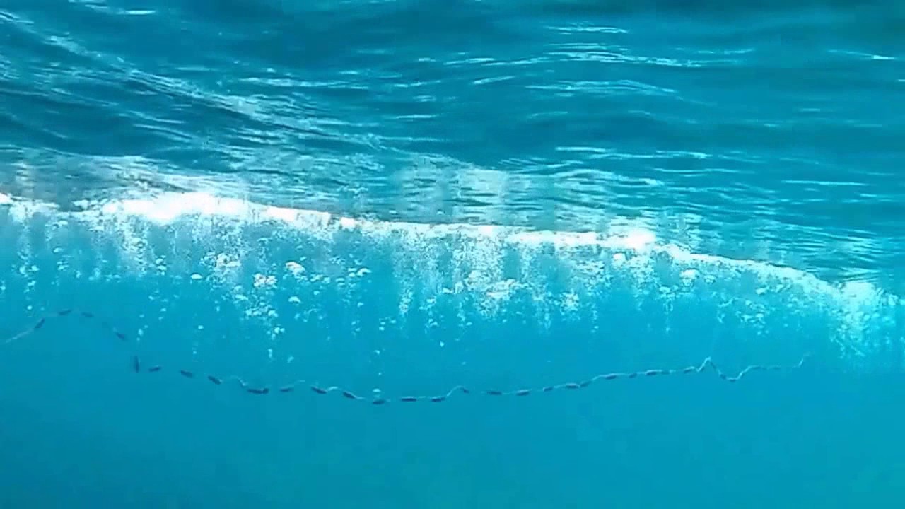 Underwater Video Of Cast Net Fishing For  Sardines