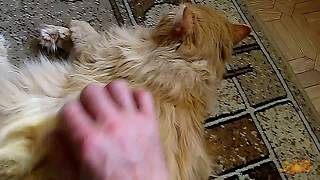 У Нашего Кота Всё ОК ✦ Приколы Про Кошек ✦ Funny cats ✦ Our cat is OK ✦ LUCKY У Нашего Кота Всё ОК ✦ Приколы Про Кошек ✦ Funny cats ✦ Our cat is OK ✦ LUCKY
