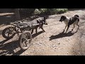 The Relationship Is Developing A Dog Tried To Befriend A Disabled Boar - ElephantNews