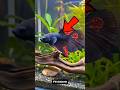 THESE ARE THE TOP 5 RAREST FISH IN THE WORLD 😱😨 #facts #shorts #shortsfeed #fyp