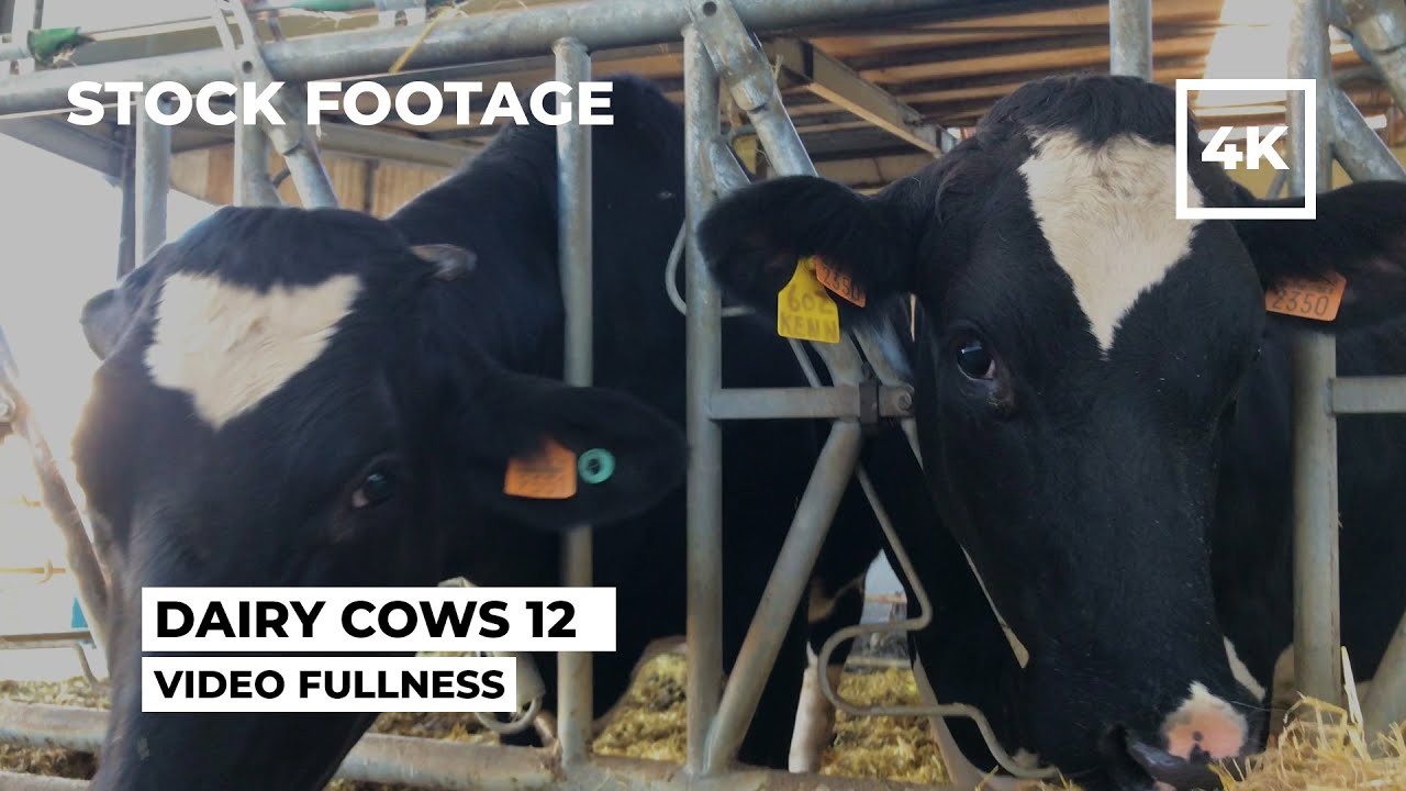 Dairy Cows 12 4K - Stock Footage