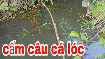 Cấm câu cá lóc bằng mồi cá chạy lai rai đủ ngày ăn ở nông miền tây