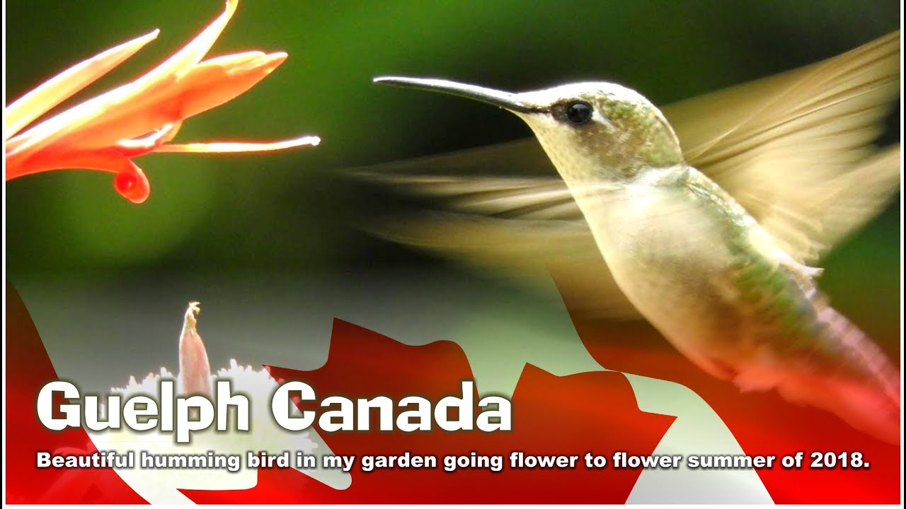 Humming Bird in my Garden 2018