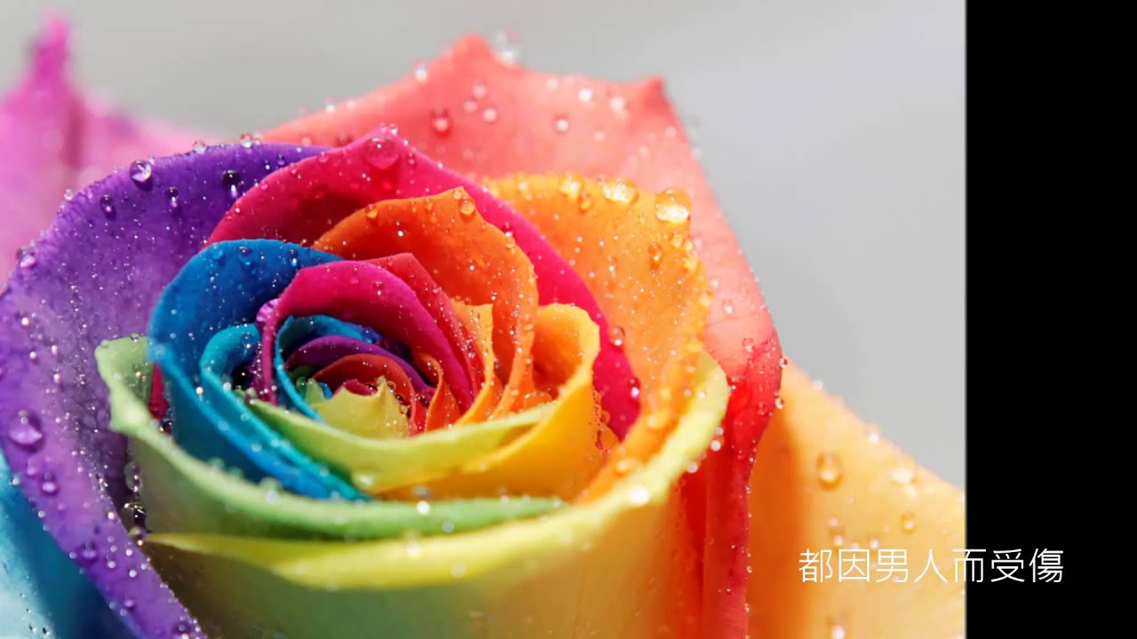 Гүлдің суреті. Разноцветные розы. Яркие цвета. Красивые разноцветные цветы. Радужный цветок.