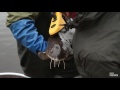 Tagging sturgeon on the St. Louis River