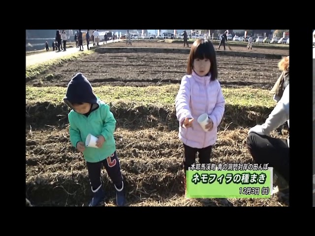 340 青の洞門を青に染めるプロジェクト ネモフィラの種まき Youtube