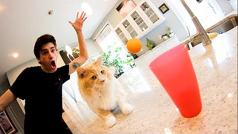ULTIMATE CAT TRICK SHOTS!