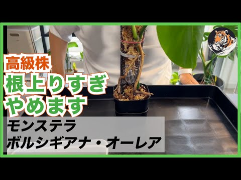 モンステラ】以前根上りすぎに仕立てた高級モンステラ・ボルシギアナ