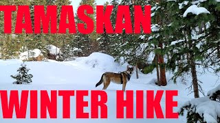 Tamaskan Winter Hike! | Horse Thief Falls Colorado