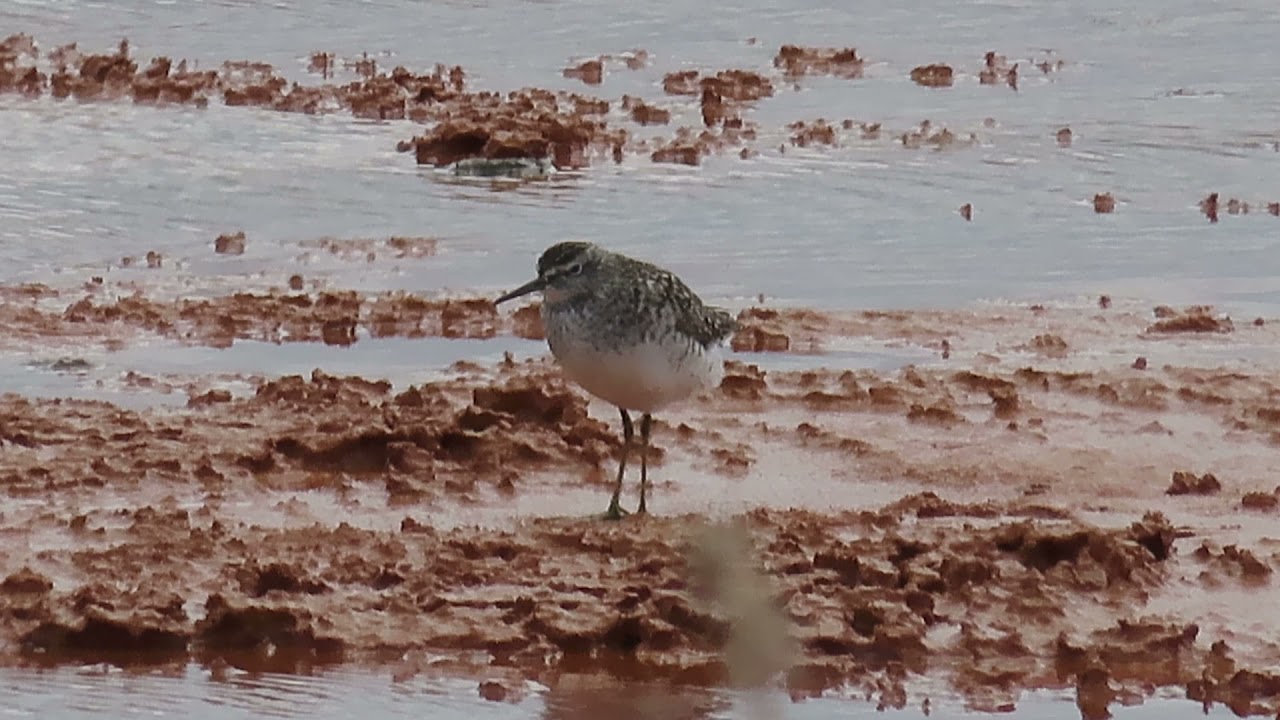 Фифи (Tringa glareola)