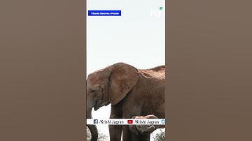 Unlikely Encounter: Tiger and elephant herd share space in viral video