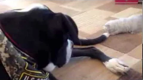 Watch the video about Siberian Kitten takes on Giant