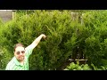 How to prune yew bushes and avoid dead spots