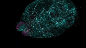 Harrison A movie 001