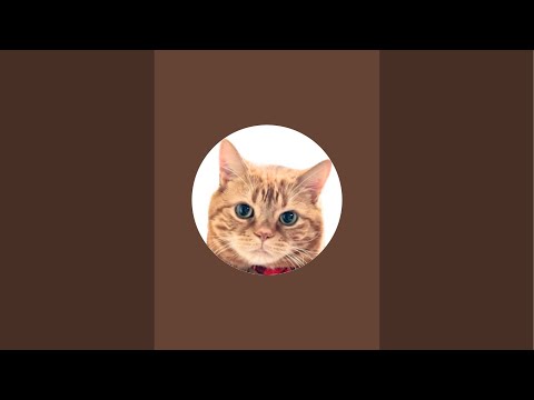 猫TEAの癒しTime がライブ配信中！