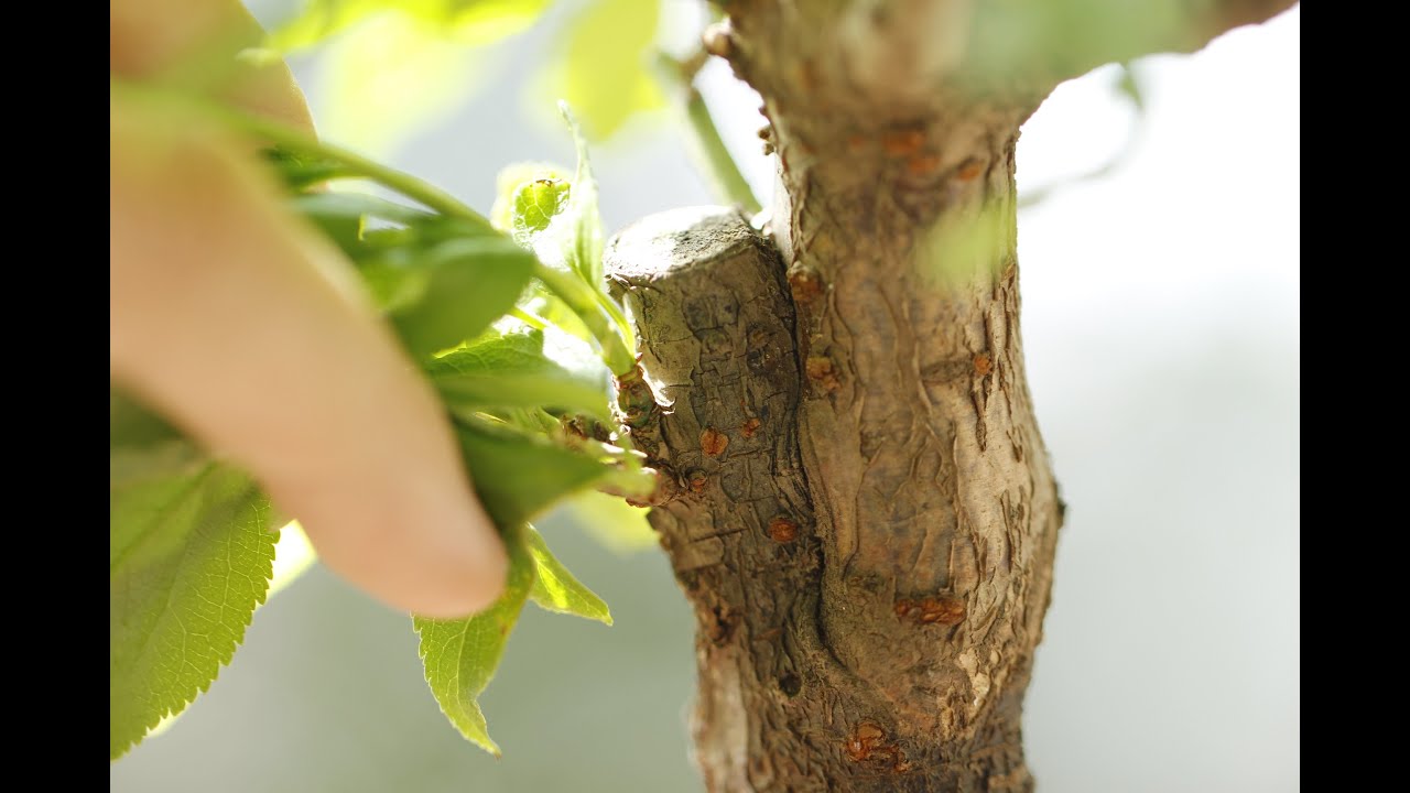 ウメの芽摘み（切り戻し）＆元葉刈り／Pluck the ume buds and cut the leaves.