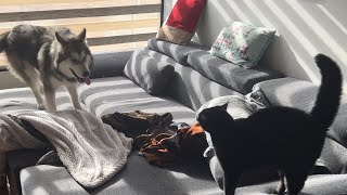 Cute Alaskan Malamute puppy vs a black cat the rematch