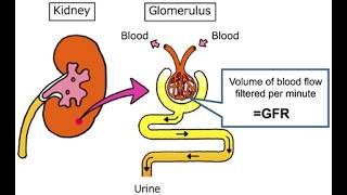 GFR glomerular filtration rate; measure of how well your kidneys are working
