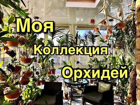 Коллекция орхидей видео в домашних условиях