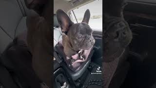 Walter is the ultimate backseat driver. #frenchie #dog #frenchiebulldog #dogmom